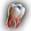 Item_Sharp_Tooth_Small.png